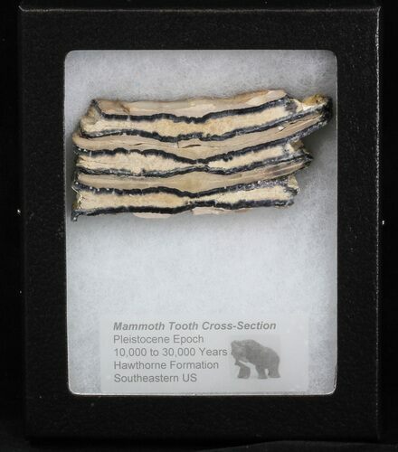 Mammoth Molar Slice - South Carolina #40091